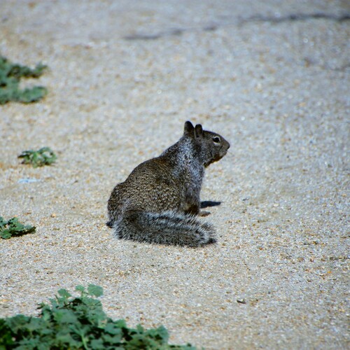 iNaturalist observation photo of California Ground Squirrel