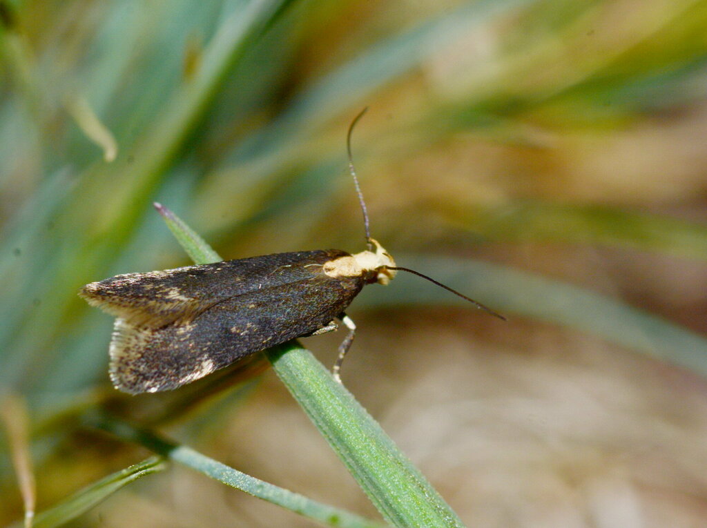 Aroga flavicomella