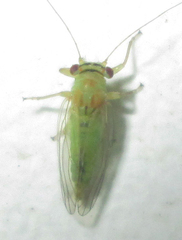 Platycorypha nigrivirga