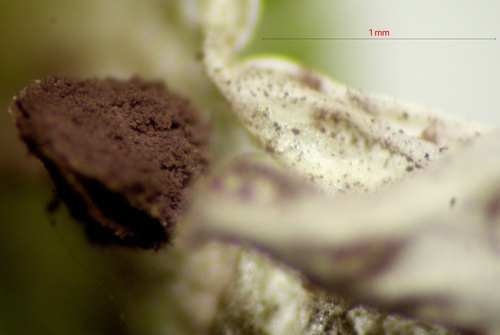 Chickweed Anther Smut