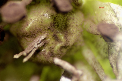 Chickweed Anther Smut