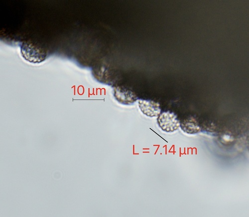 Chickweed Anther Smut