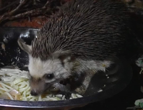 Somali Hedgehog