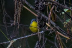 Phylloscopus xanthoschistos