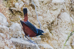 Phoenicurus leucocephalus