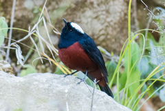 Phoenicurus leucocephalus