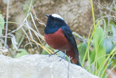 Phoenicurus leucocephalus