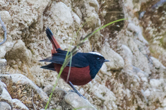 Phoenicurus leucocephalus