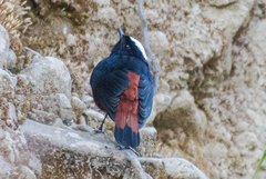 Phoenicurus leucocephalus