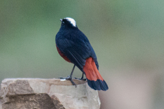 Phoenicurus leucocephalus