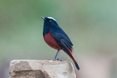 Phoenicurus leucocephalus