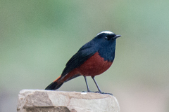 Phoenicurus leucocephalus