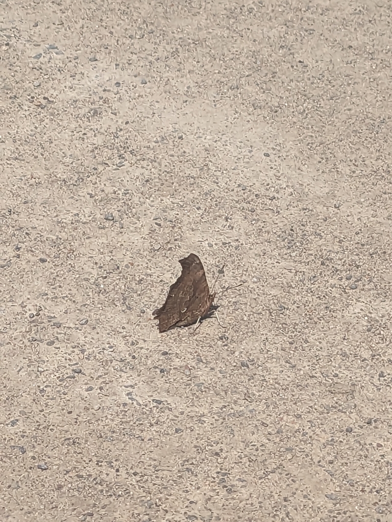 Eastern Comma from Toronto, ON M1B, Canada on May 12, 2023 at 10:53 AM ...