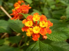 Lantana camara