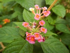 Lantana camara