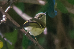 Phylloscopus chloronotus