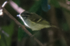 Phylloscopus chloronotus