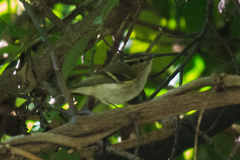Phylloscopus chloronotus