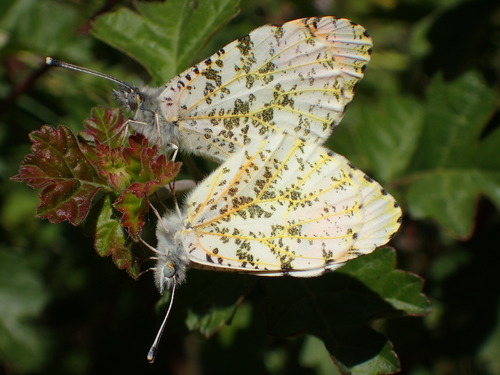 Sara Orangetip photo 6