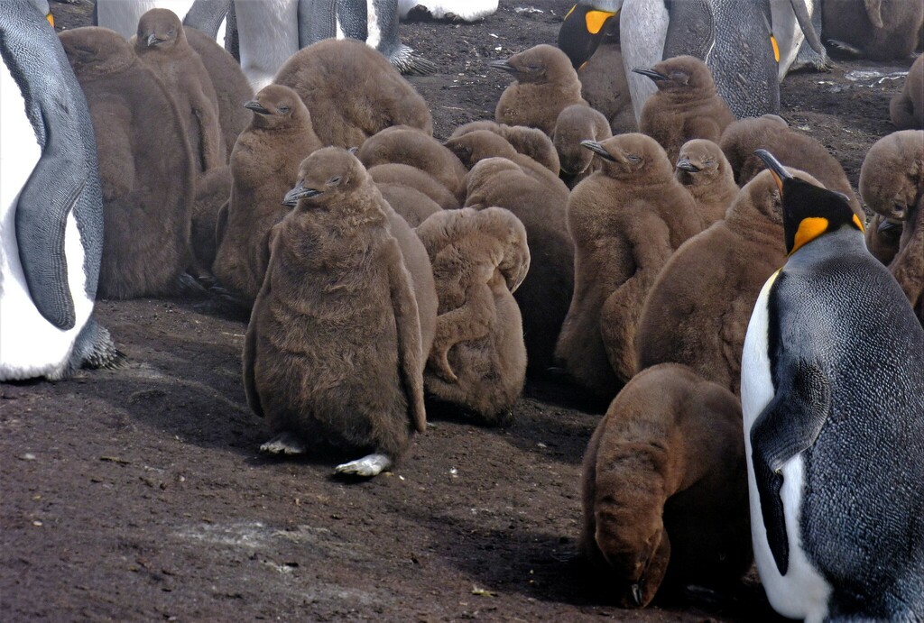 Group of brown downy king penguin chicks gathered together with an adult standing at the edge
