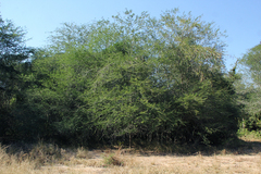 Acacia welwitschii image