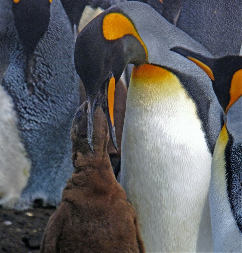 Close view of adult king penguins with orange ear patches and a brown chick between them