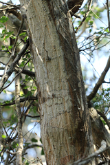 Acacia welwitschii subsp. delagoensis image