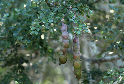 Acacia welwitschii image