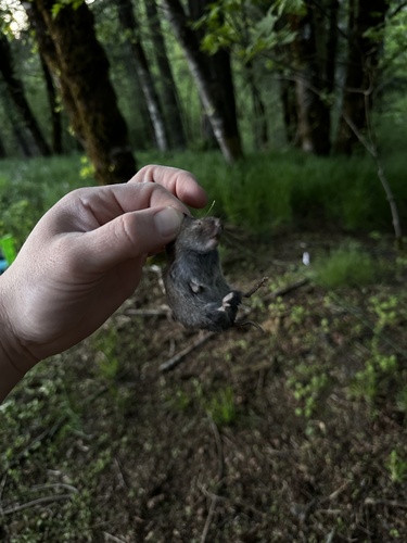 Creeping Vole