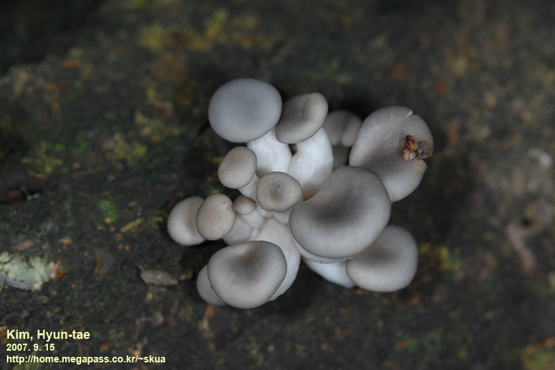 Pleurotus ostreatus · September 2007 · photo: © pintail (iNaturalist, cc-by)