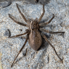 Dolomedes aquaticus