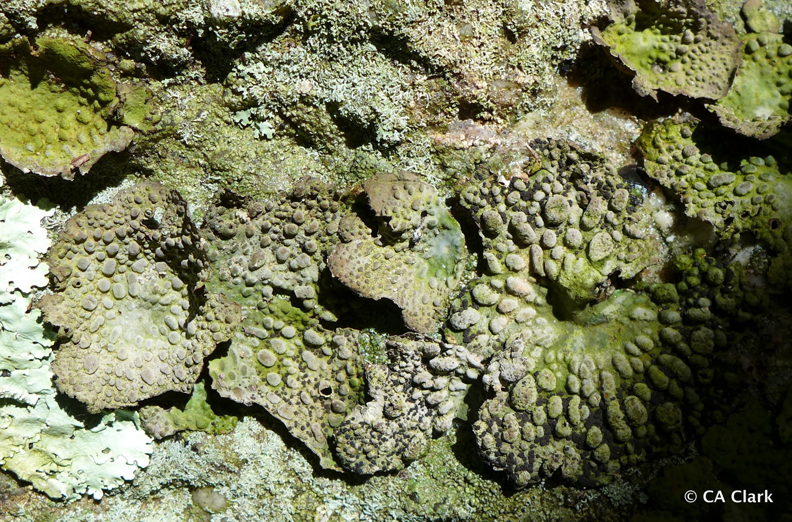 Umbilicariaceae image