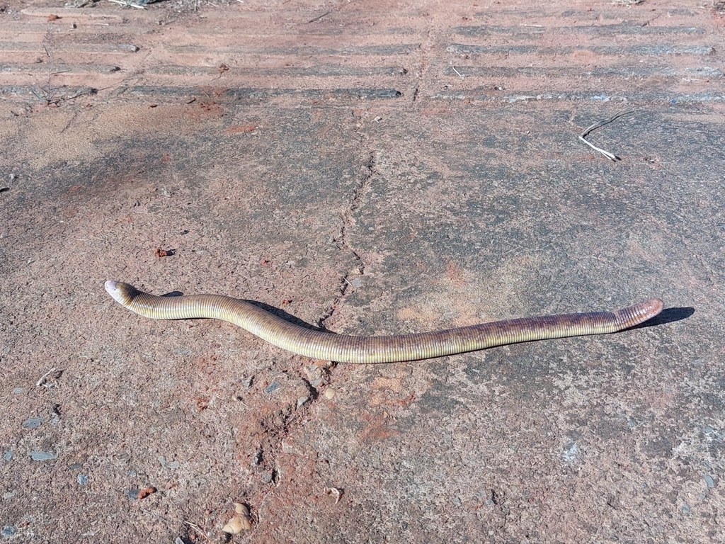 Red Worm Lizard