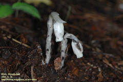 Monotropastrum humile