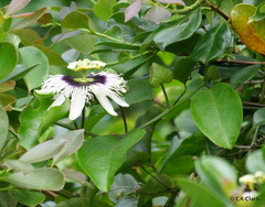 Passiflora edulis flavicarpa