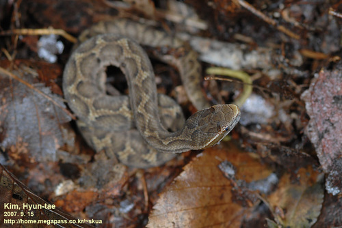 Photo of a Ussuri Mamushi (Gloydius ussuriensis)