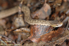 Gloydius ussuriensis