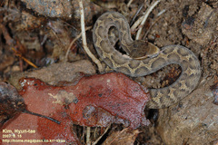 Gloydius ussuriensis