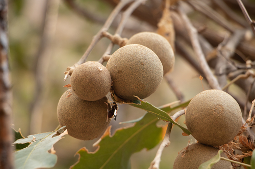 Árbol del diablo (Morisonia americana)