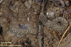 Gloydius ussuriensis