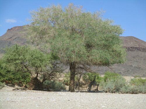 Ana tree (Faidherbia albida)