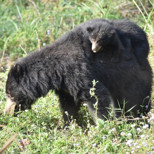 Indian Sloth Bear (Melursus ursinus ursinus)