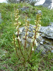 Pedicularis contorta
