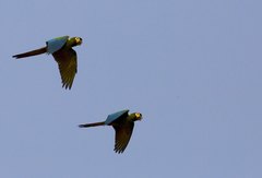 Primolius auricollis