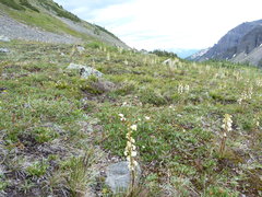 Pedicularis contorta