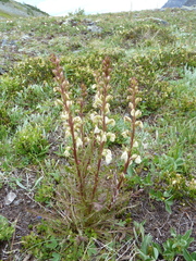 Pedicularis contorta