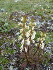 Pedicularis contorta