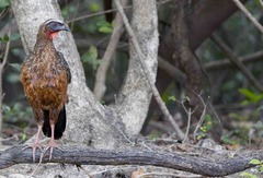 Penelope ochrogaster
