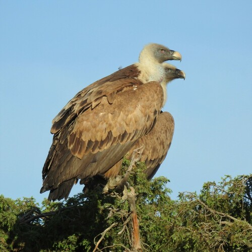 Eurasian Griffon, photo 7 of 8