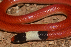 Gomes' Burrowing Snake photo 1